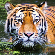 bengal tiger 🐅
