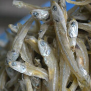 Anchovy