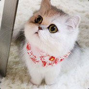 扶苏