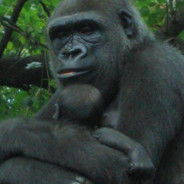 monkey