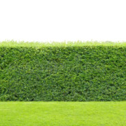 hedge