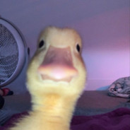 SillyRobert69