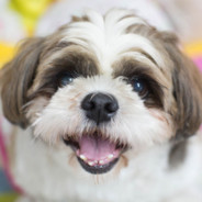 Cachorrinho fi da P