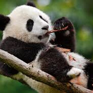 panda