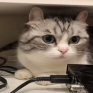 комар