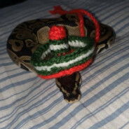 Mexican_Snake