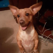 Sammymon