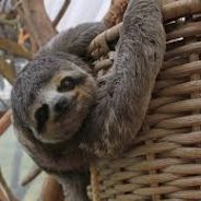 slothman69