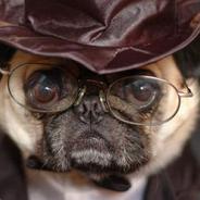 pugeight