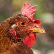 charles the chicken