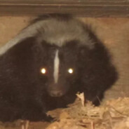 saimonsex
