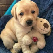 Doggy.labrador