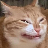 gatito