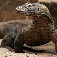 The Comodo Hunter