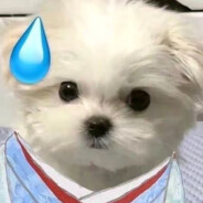 冲鴨