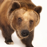 The Wilderness Bear