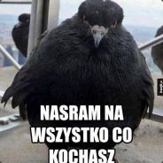 Vashoo
