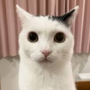 anoblelie