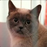 MLG_KOT3_MLG