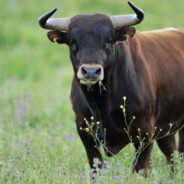 Toro