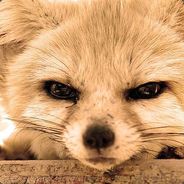 What The Fox