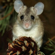 MouseFemka