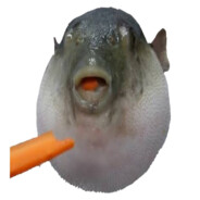 kocio