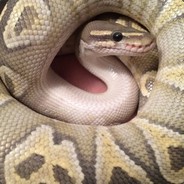 DONGER NOODLE