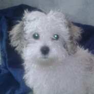 dyto