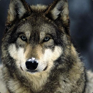 Lone Wolf