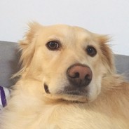 У меня платный