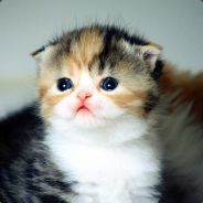 kisa