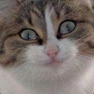 BOT Cat [MVP]