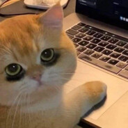 Meowsom