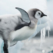 penguin