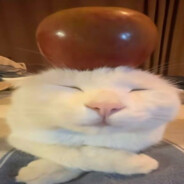 Sneaklykitten