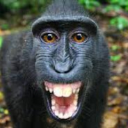 Black African Monkey