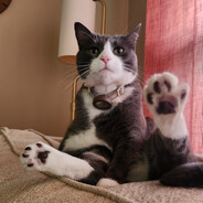 Steam Community Avatar