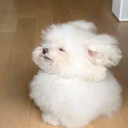 lilPop
