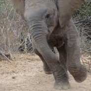 Loud Foot