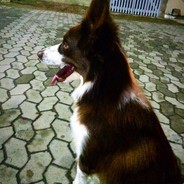 Neto