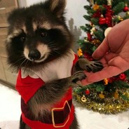 🌸raccoon🌸