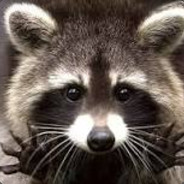 Raccoon