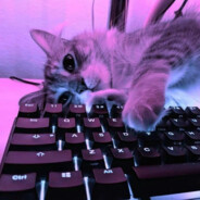 котёнок meow<3