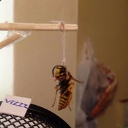 WASP