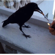 Raven (Like the Bird)