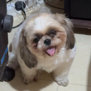 DIAOBEST