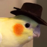 🍋 UwU Lemon🍋