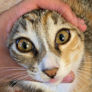 Аватар сообщества Steam