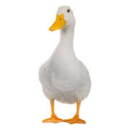 did0